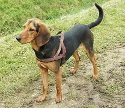 Photo of a dog outdoors. Tan with black markings. Ears are flat and broad and tail is upright.