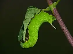 H. fuciformis caterpillar