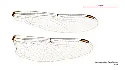 Male wings