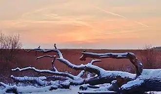 Northern coast of the Neva Bay