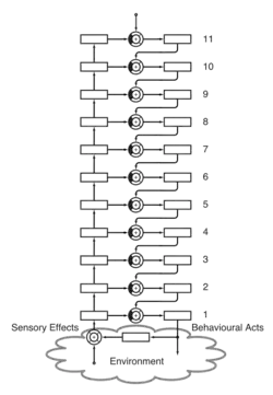 Organisation of feedback loops at different levels as a basis of a hierarchy of control