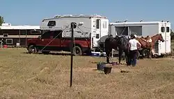 Horse tied on a high line