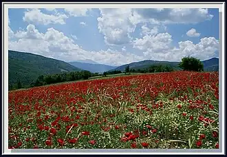 Poppy fields near Mount Ilgaz