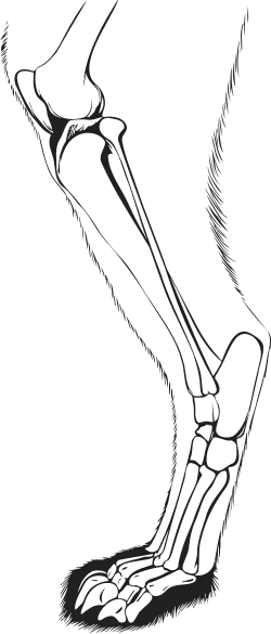 A cat's skeletal leg anatomy in a digitigrade stance