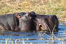 Closeup photo, top of head, feeding while partially submerged