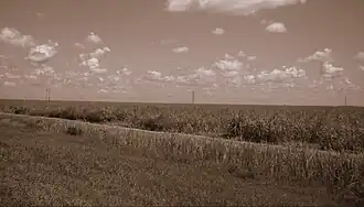 A sugarcane plantation on the Hippo Valley Estate.