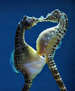 Hippocampus abdominalis mating (cropped retouched)