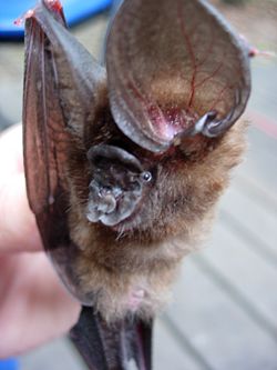 Brown bat