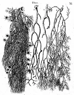 11 Usnea (beard lichens)