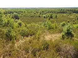 Trees encroaching the heath