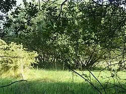 Holly Farm Meadow, Wendling