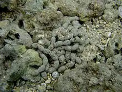 Faeces of a holothuroid. This participates in sediment homogenization and purification.