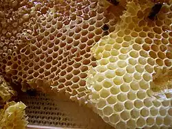A beehive honeycomb