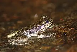 Hong Kong cascade frog (Amolops hongkongensis) at a waterfall in Hong Kong