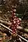 Corallorhiza striata, hooded coralroot, Toft point
