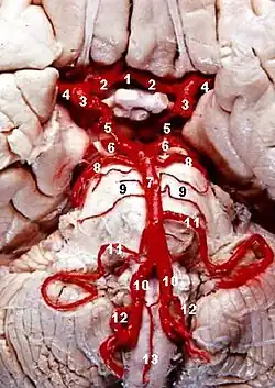 Human brainstem blood supply