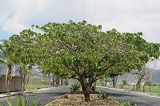 Hura polyandra tree