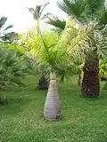 Hyophorbe lagenicaulis is known as the "bottle palm" as it trunks swells from near the base, into a bottle shape.