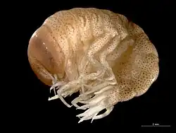 Hyperia galba (Hyperiidea: Hyperiidae)