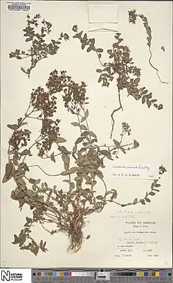 Specimen of Hypericum atomarium at the National History Museum in London