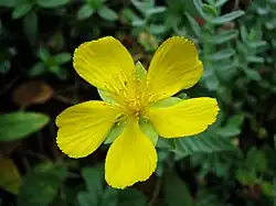 In Wrocław University Botanical Garden, Poland