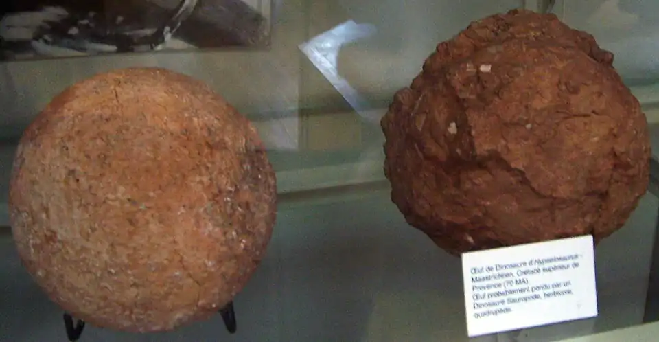 Hypselosaurus eggs, Muséum national d'histoire naturelle, Paris