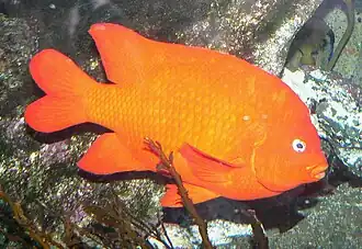 Hypsypops rubicundus