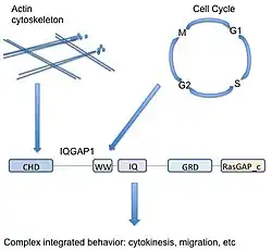 IQGAP1 integrates diverse signaling pathways.