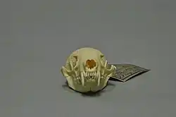 Skull of an animal viewed from the front