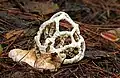 I. cibarium basket emerging from the fruitbody