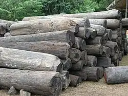 A close-up photo of an organized pile of dozens of rosewood logs