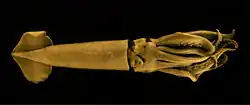 Photograph of a squid on a black background