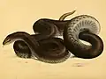 Illustration of a mole snake