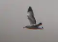 Immature Brown-headed Gull in flight