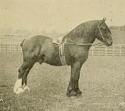 Gilded black-and-white photograph of a draft horse, visible from the side. The horse is wearing a belly band and standing alert, generally presenting good conformation.