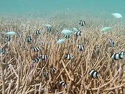 With blue-green chromis, in the Maldives