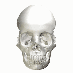 Human skull. Internal occipital protuberance shown in red. Parietal bones and temporal bones are removed.
