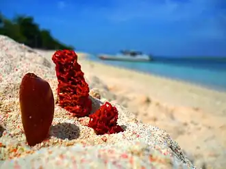 Photo of a Pink Coral at Great Santa Cruz Island