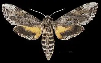 Female - Dorsal side