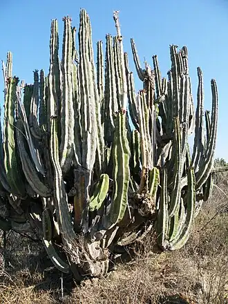 Plant growing in habitat in Tequisquiapan, Querétaro