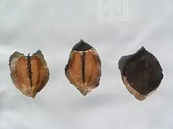 J. mimosifolia fruits