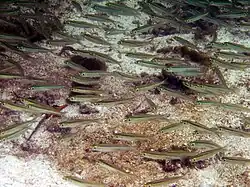 A large group of fish are seen swimming in water.