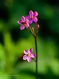 Talinum paniculatum in Singapore Botanic Gardens