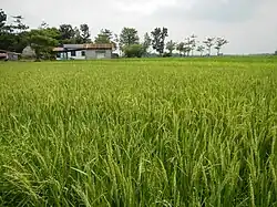 A rice field in Bulacan