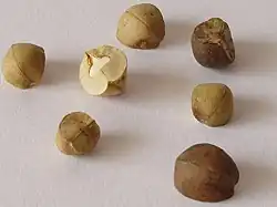 Mexican jumping beans jump to prevent dryness