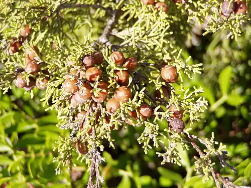 Foliage and ripe berries
