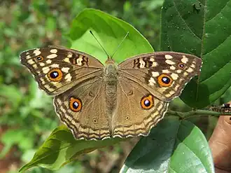 Dorsal view (wet-season form)
