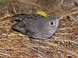 Juvenile begging for food.