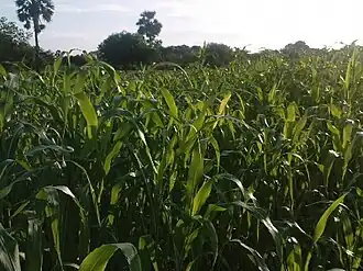 K.Pudur Village Corn plants