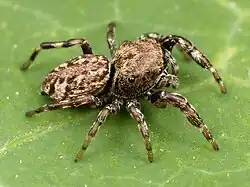 Photograph of female Zygoballus nervosus